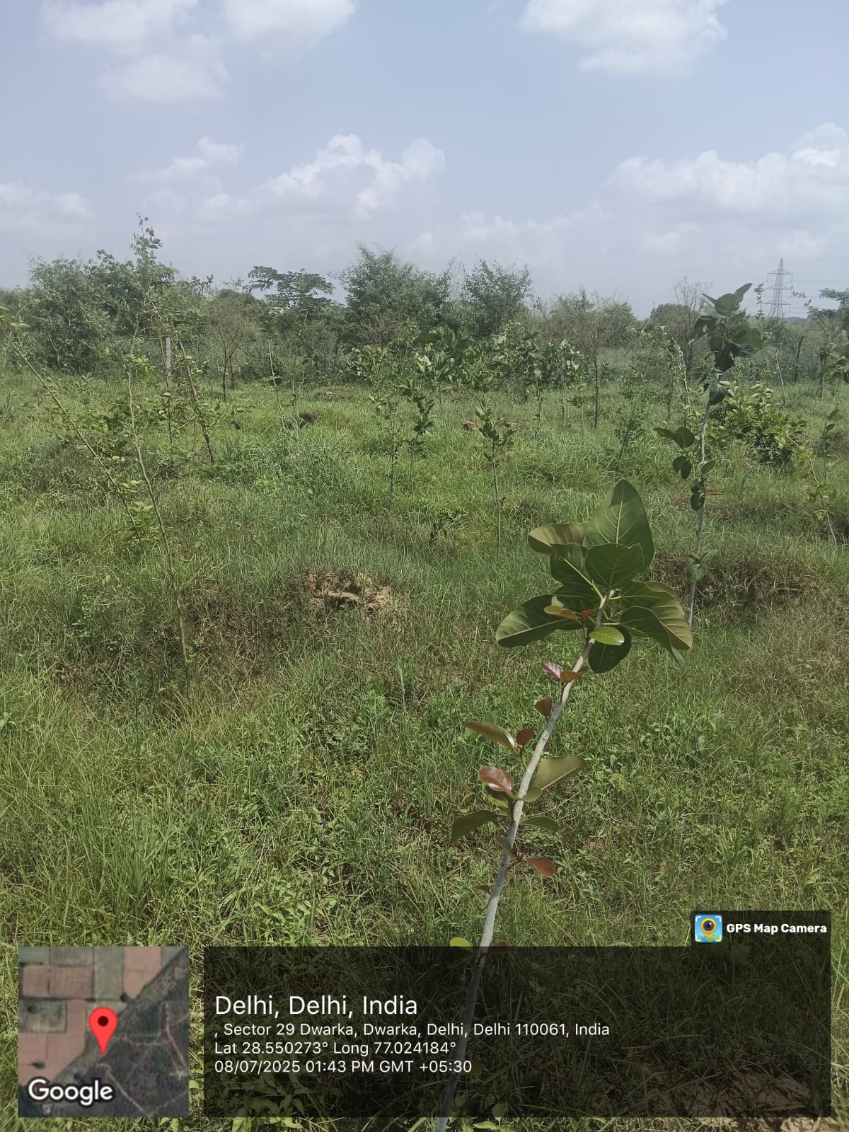 Compensatory Afforestation